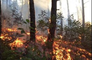 Flakët që po djegin Shqipërinë