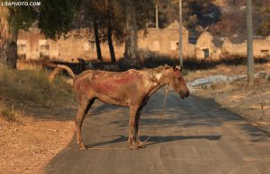 Delvina pas flakëve