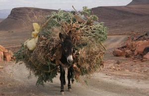 Një grup i madh punonjësish të Ministrisë së Bujqësisë akuzohen për shpërdorim detyre: Fillimisht KLSH, më pas Prokuroria e Tiranës iu zbulon “hilet” me gjedhë e motoçikleta